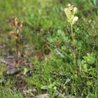 Karlszepter (Pedicularis sceptrum-carolinum)