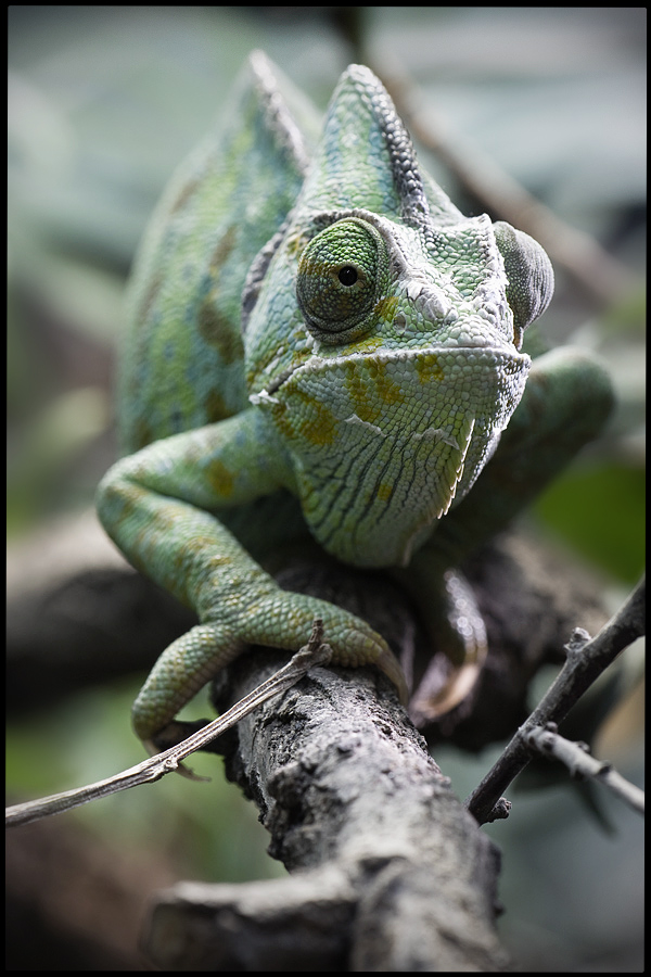 karma - cameleon colour ;)