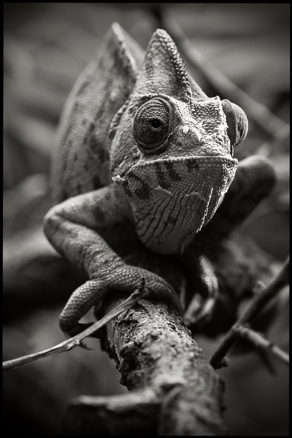 karma karma karma karma karma karma - cameleon