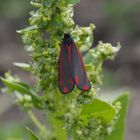 Karminbar (Thyria jacobaeae)