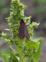 Karminbar (Thyria jacobaeae)