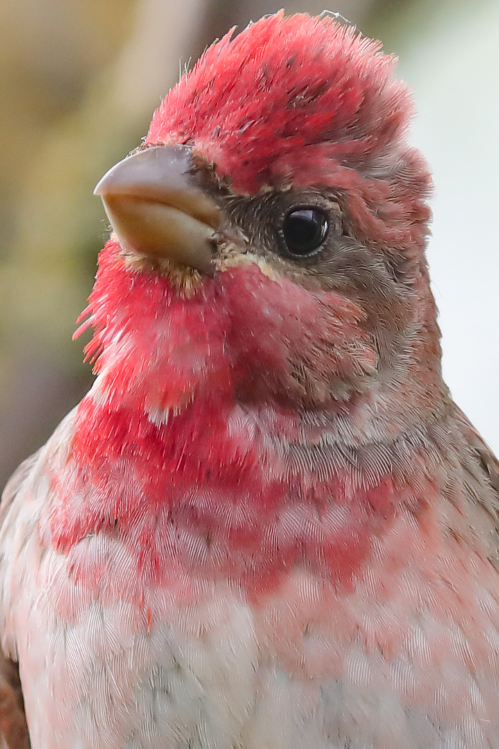 Karmingimpel (Carpodacus)