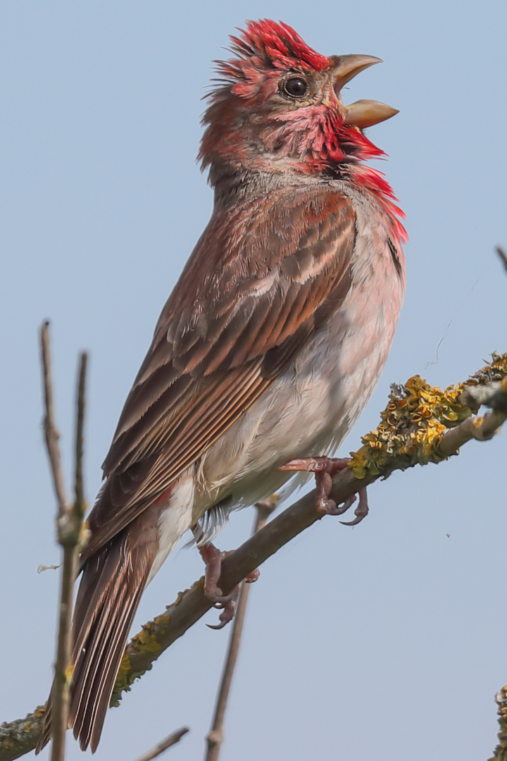 Karmingimpel (Carpodacus)