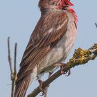 Karmingimpel (Carpodacus)