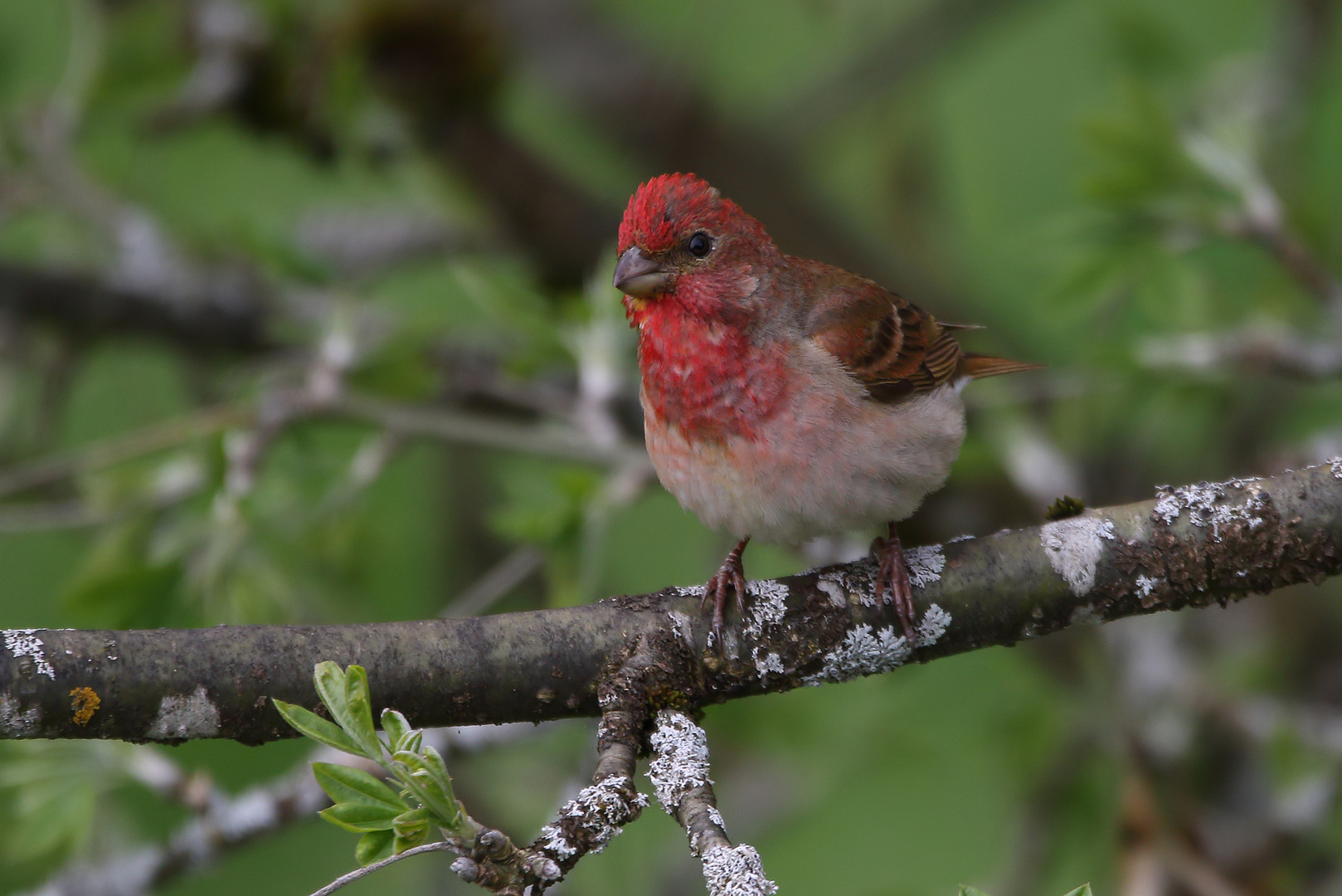 Karmingimplel (Carpodacus erythrinus)