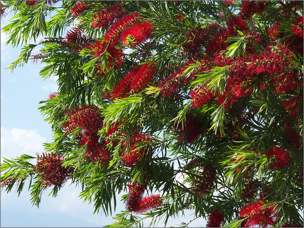 karminrote zylinderputzer (callistemon citrinus)