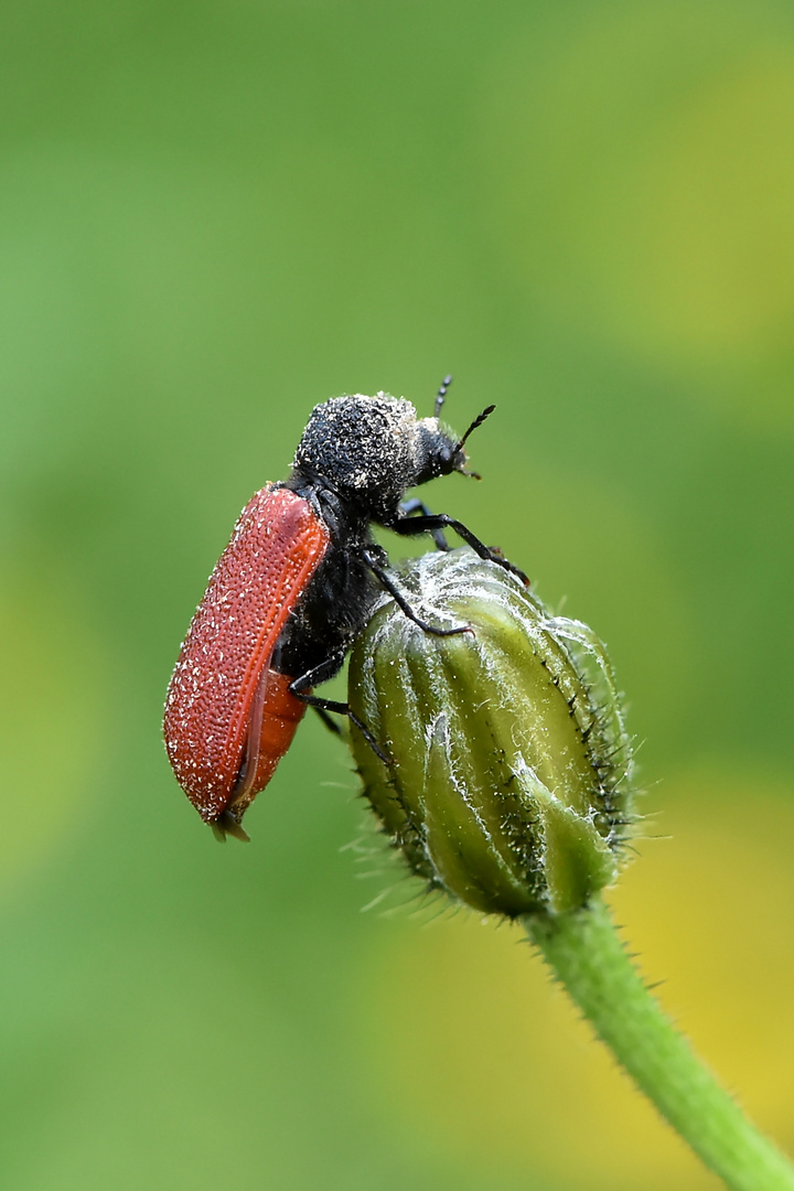 Karminroter Kapuzinerkäfer