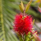 Karminroter Zylinderputzer (Callistemon citrinus).