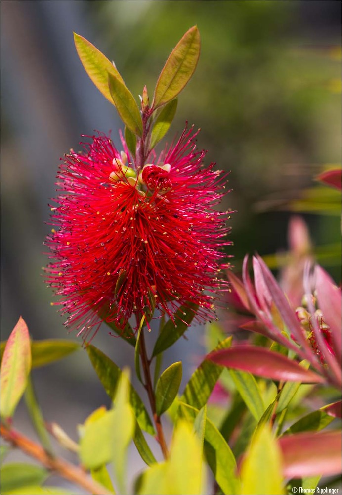 Karminroter Zylinderputzer (Callistemon citrinus)