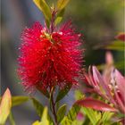 Karminroter Zylinderputzer (Callistemon citrinus)