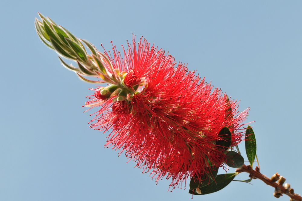 Karminroter Zylinderputzer (Callistemon citrinus)