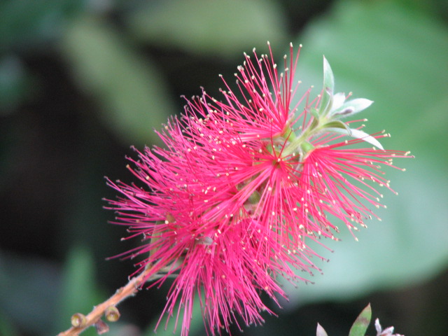 Karminroter Zylinderputzer (Callistemon citrinus)