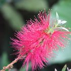 Karminroter Zylinderputzer (Callistemon citrinus)