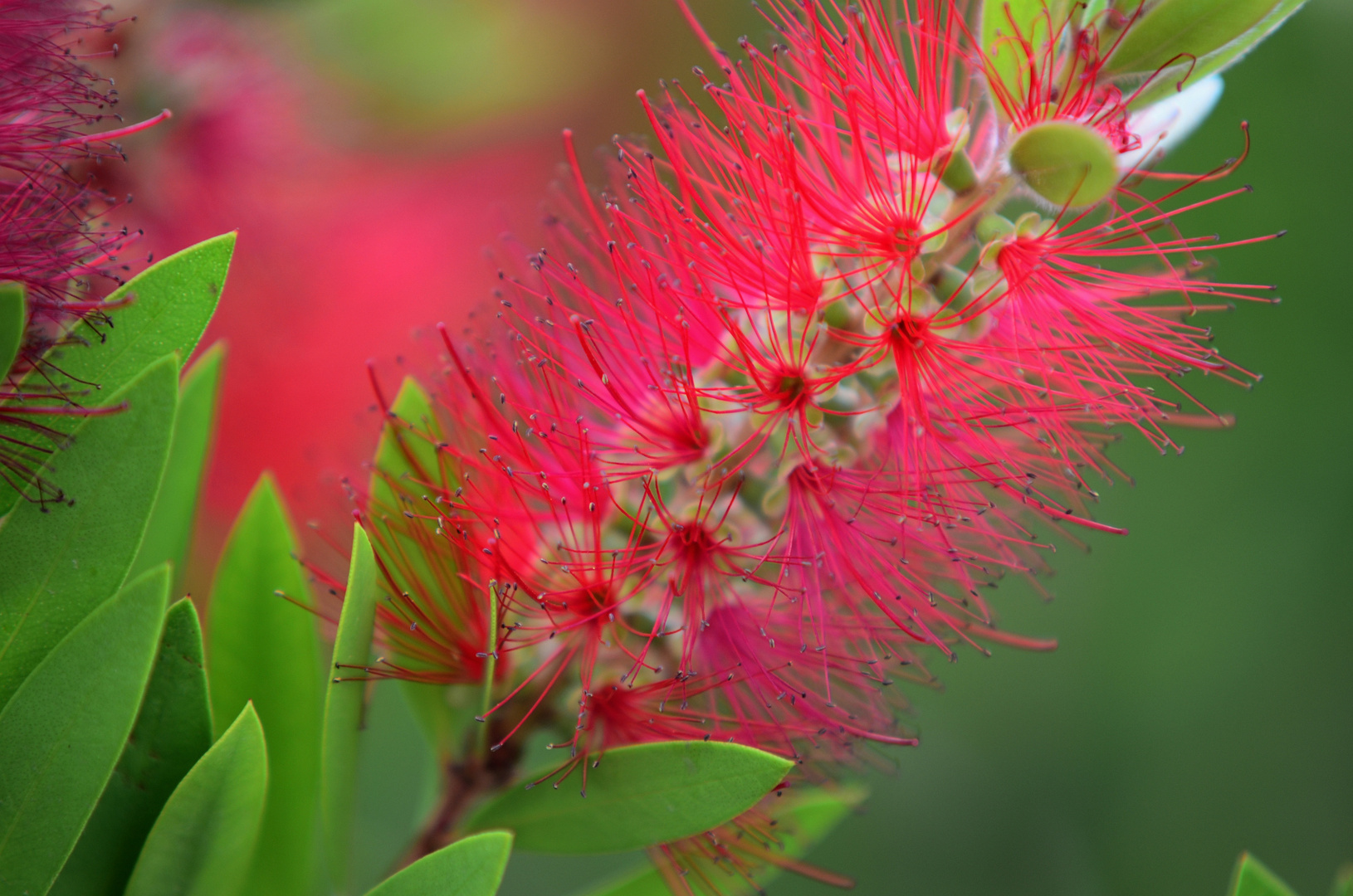 Karminroter Zylinderputzer (Callistemon citrinus), Melaleuca citrina, Callistemon citrinus