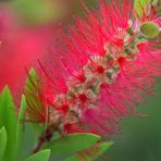 Karminroter Zylinderputzer (Callistemon citrinus), Melaleuca citrina, Callistemon citrinus