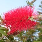 Karminroter Zylinderputzer (Callistemon teretifolius)