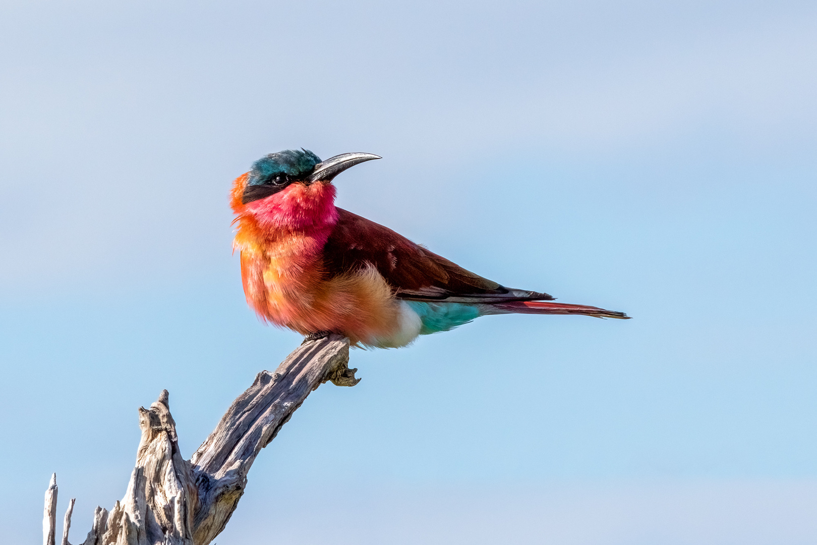 Karminspint Foto & Bild monatswettbewerbe natur, foto des jahres 22