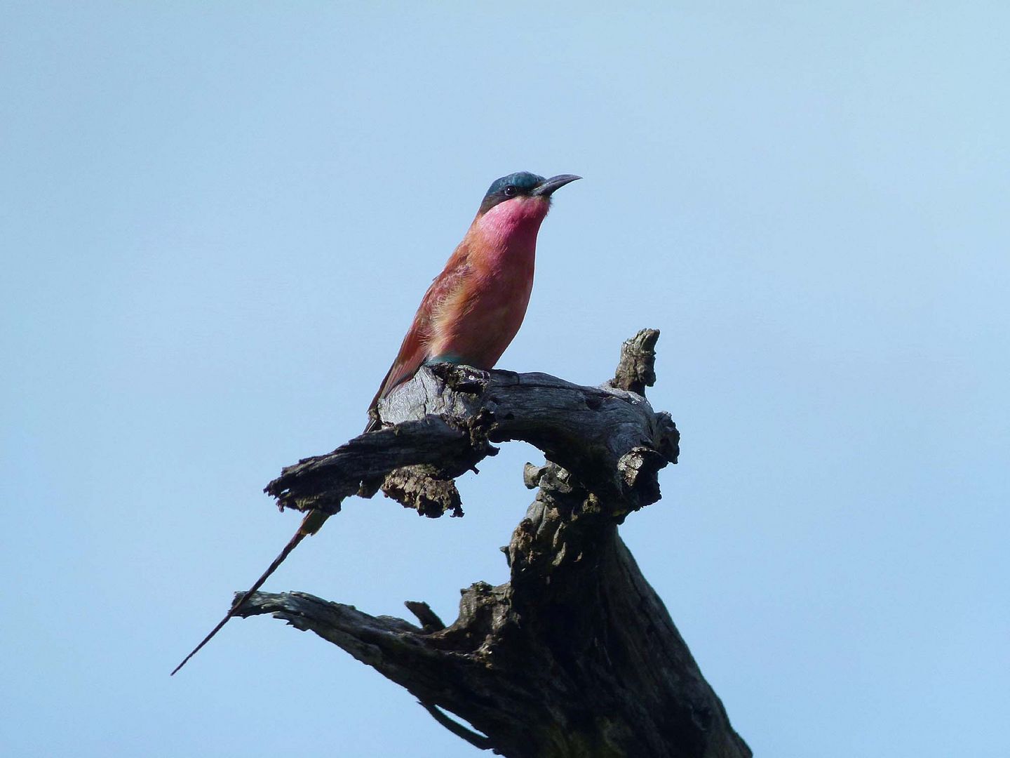 Karminspint im Krügernationalpark 1