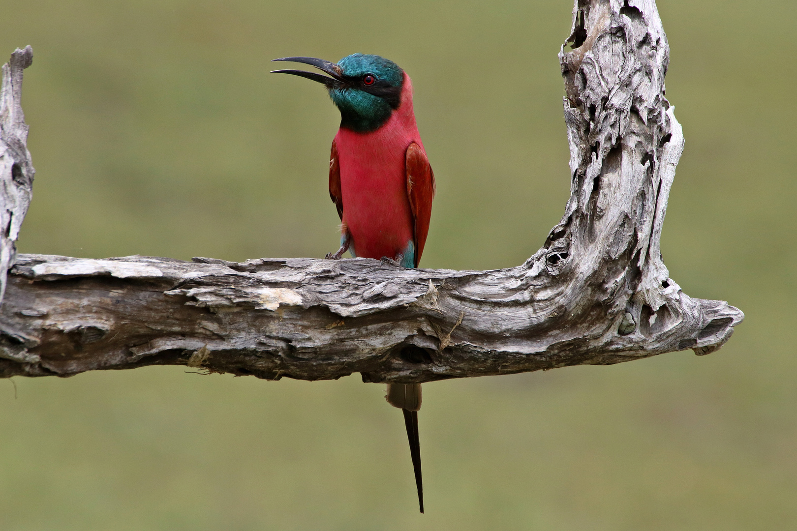 Karminspint im Selous Game Reserve