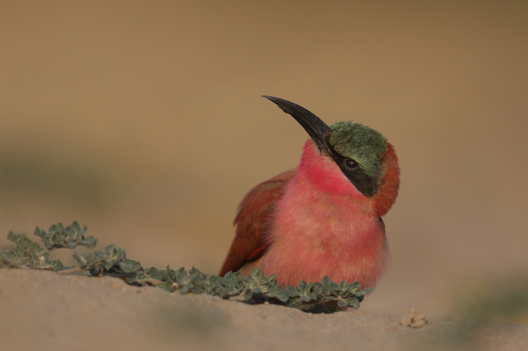 Karminspint Jungvogel