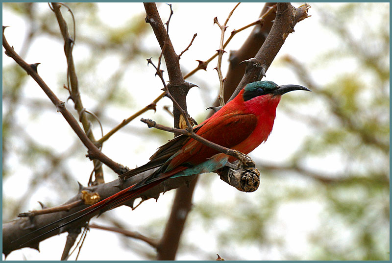 Karminspint - Merops nubicoides - Carmine Bee-eater #2