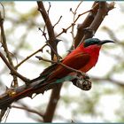 Karminspint - Merops nubicoides - Carmine Bee-eater #2