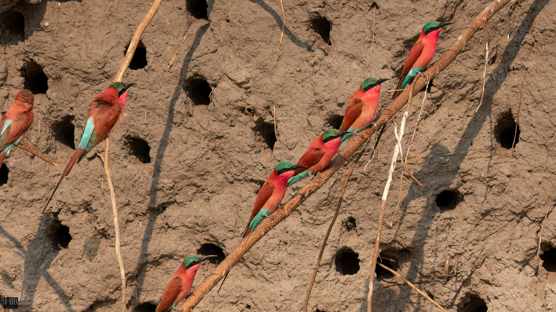 Karminspint (Merops nubicoides) - southern carmine bee-eater