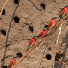 Karminspint (Merops nubicoides) - southern carmine bee-eater