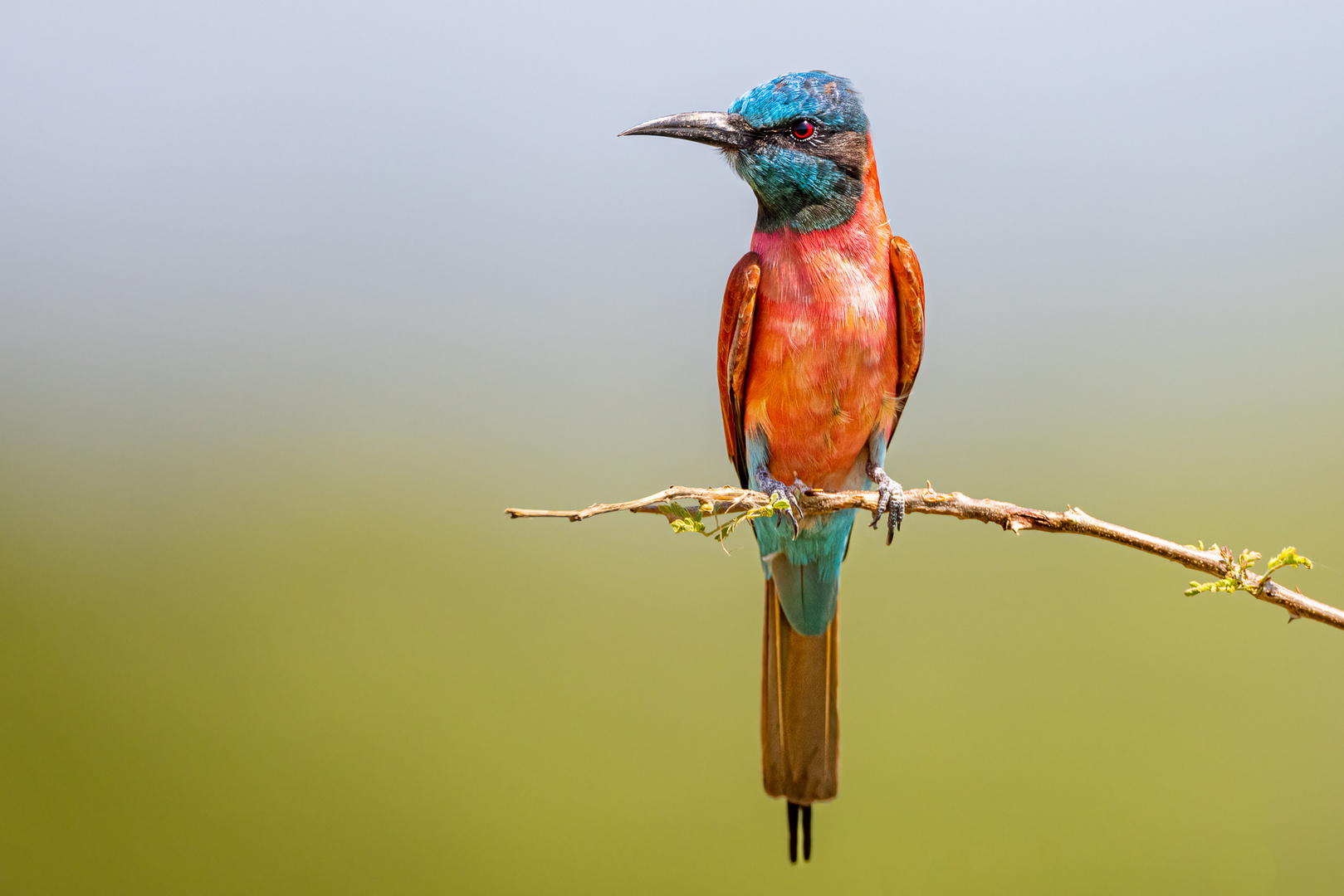 Karminspint (Northern carmine bee-eater)