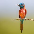 Karminspint (Northern carmine bee-eater)