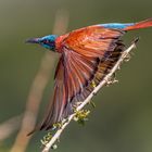 Karminspint (Northern carmine bee-eater)