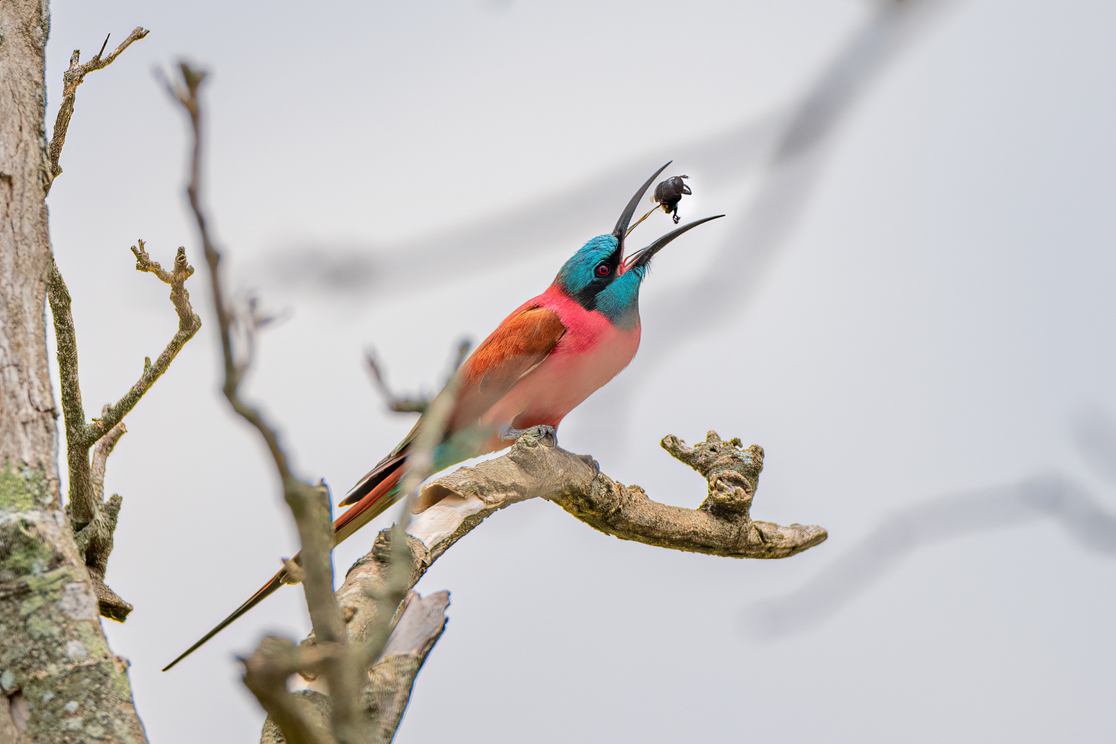 Karminspint (Southern carmine bee-eater)