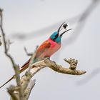 Karminspint (Southern carmine bee-eater)