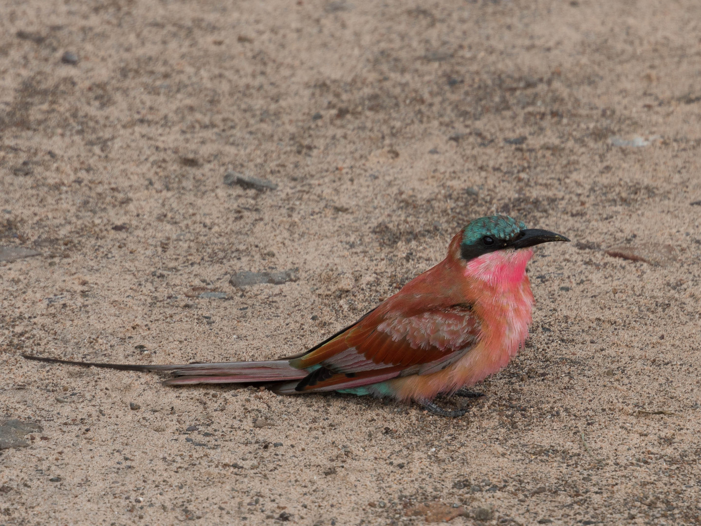 Karminspint / Southern Carmine bee-eater