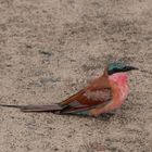 Karminspint / Southern Carmine bee-eater