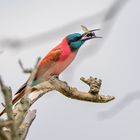 Karminspint (Southern carmine bee-eater)