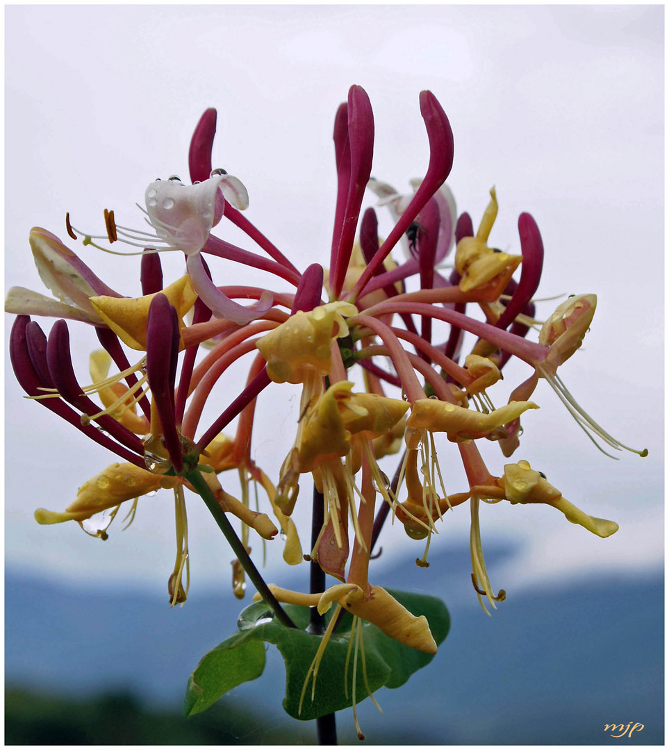 Karneval der Blumen 2