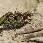 Karneval der Naturen