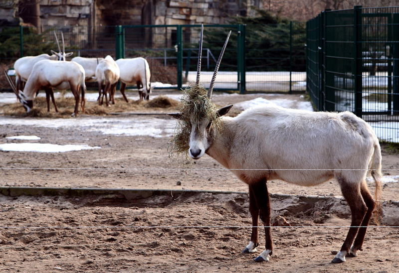 Karneval der Tiere 2