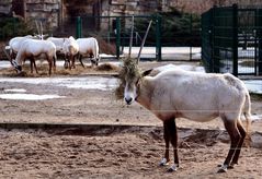 Karneval der Tiere 2