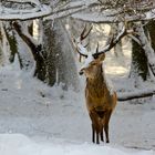 Karneval der Tiere