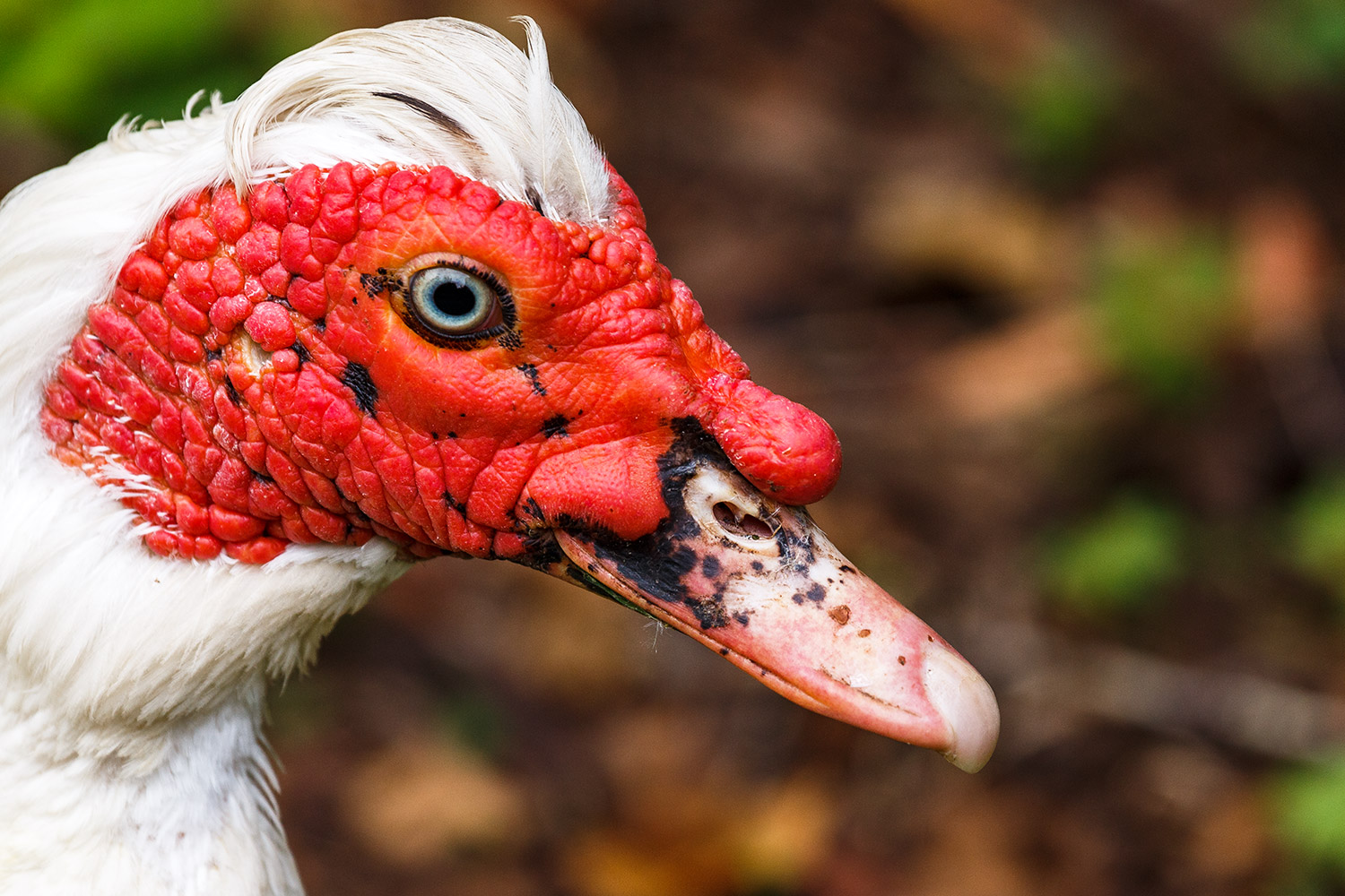 Karneval der Tiere