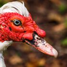 Karneval der Tiere