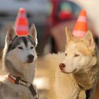 Karneval der Tiere