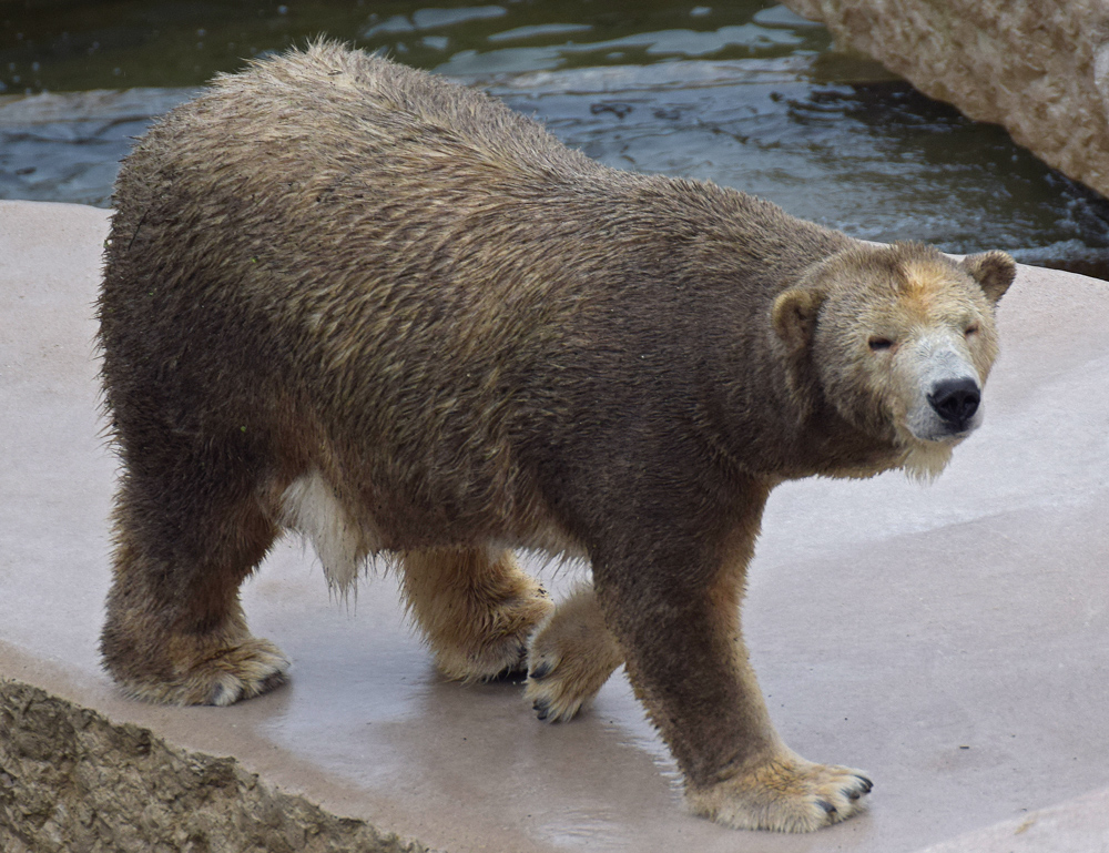 Karneval der Tiere - Eisbär geht als Braunbär