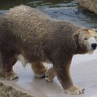 Karneval der Tiere - Eisbär geht als Braunbär