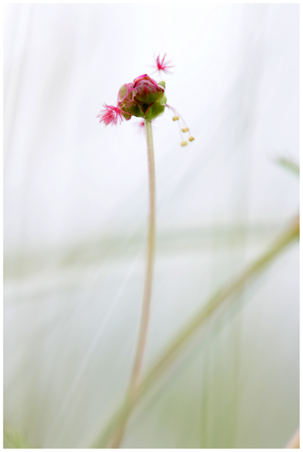 karneval floral