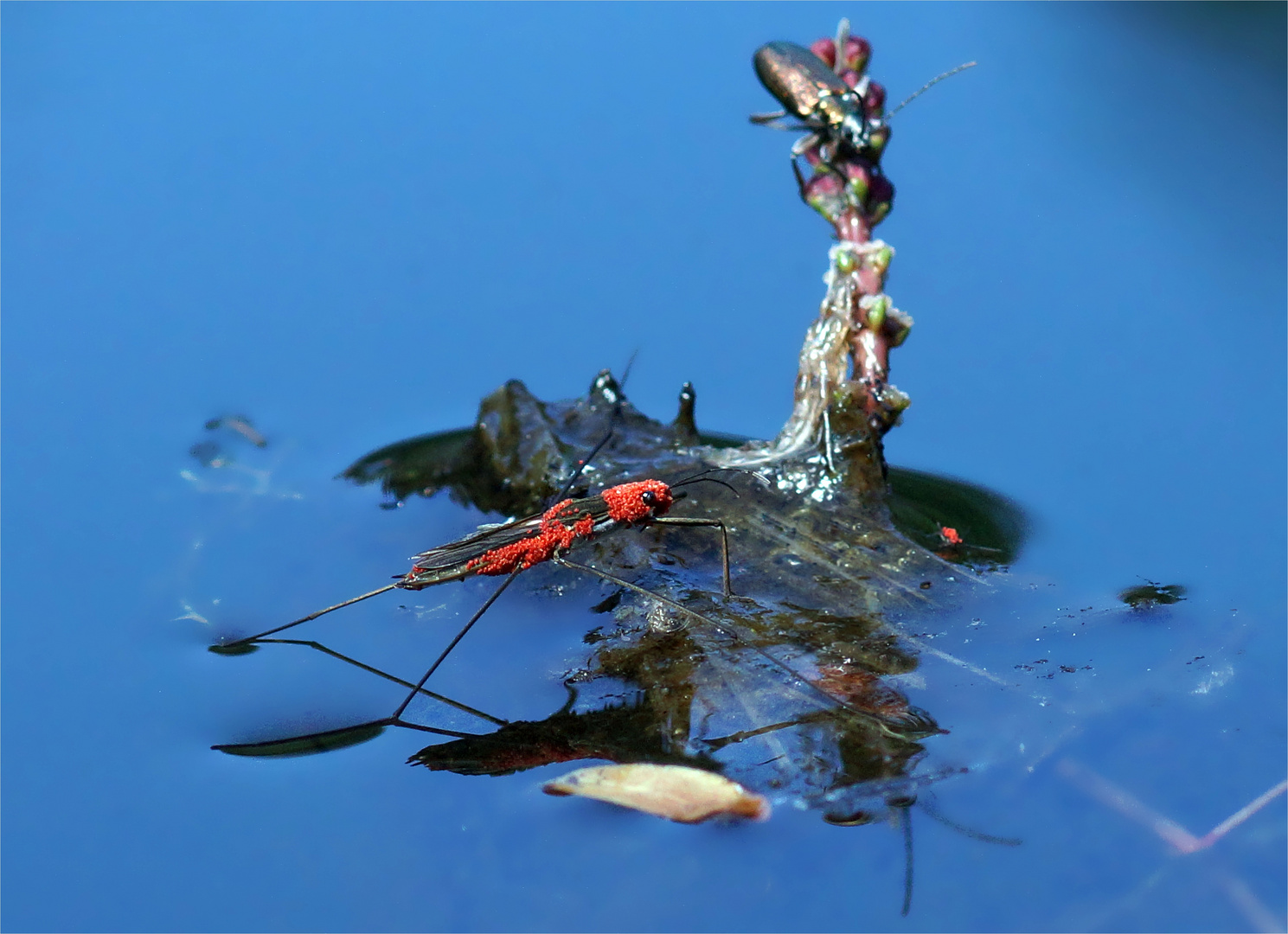 Karneval...... ( Wasserläufer mit Milbenkleid) DOKU