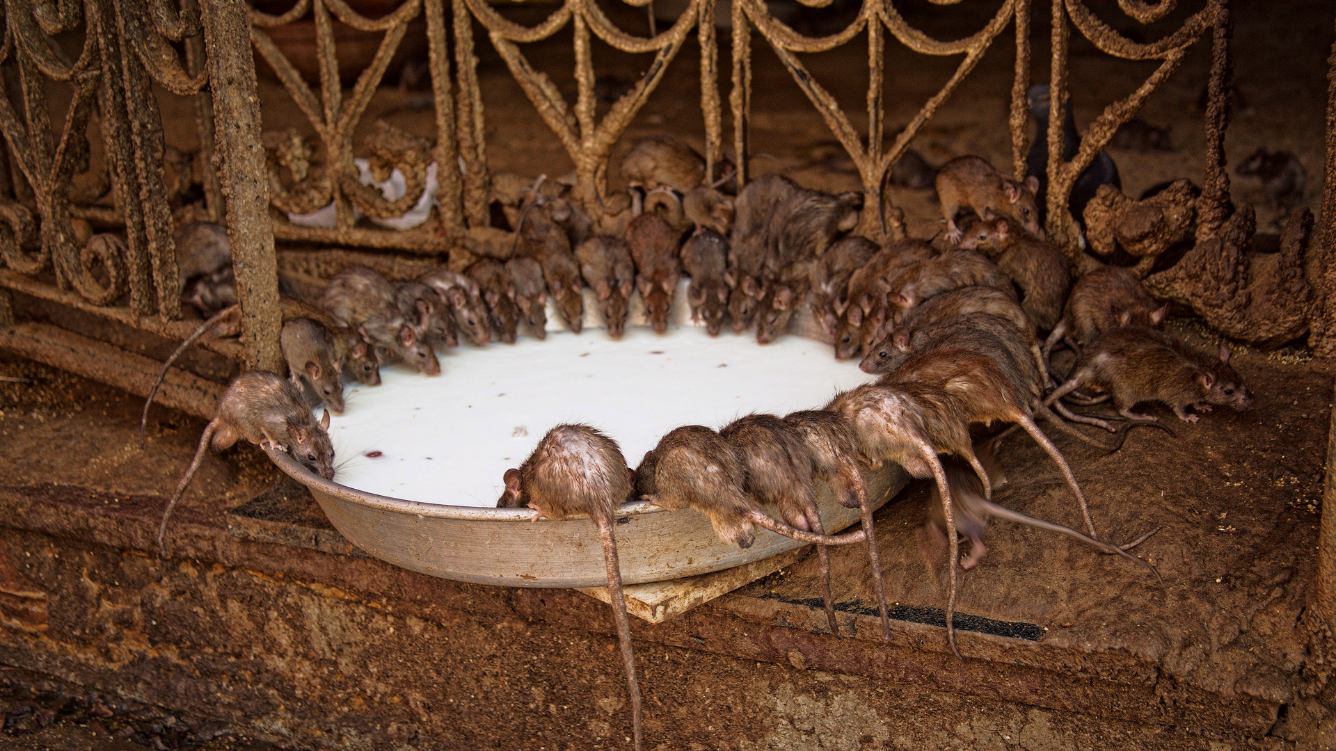 Karni Mata, Rattentempel,Indien