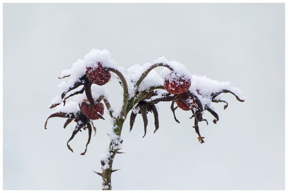 Karoffelrose im Winter